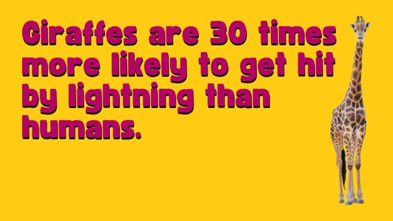 Amazing Animals Volume 3